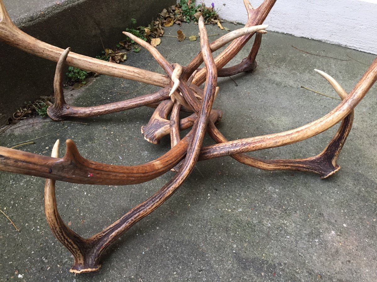 Low Table. Mid XXth. Deer Antler And Glass Top. Hunting Cabinet.-photo-4