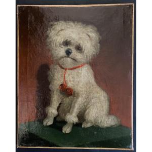 « Bichon maltais  Au Collier Rouge». Portrait De Chien. Huile Sur Toile Animalière . XIXème.  