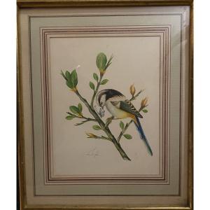 “bird And Butterfly”. Framed Gouache, Mid-20th Century, Persian Style. 