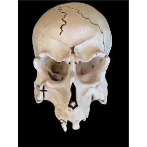 Vanité. Memento Mori. Crâne. Terre cuite émaillée XXème.