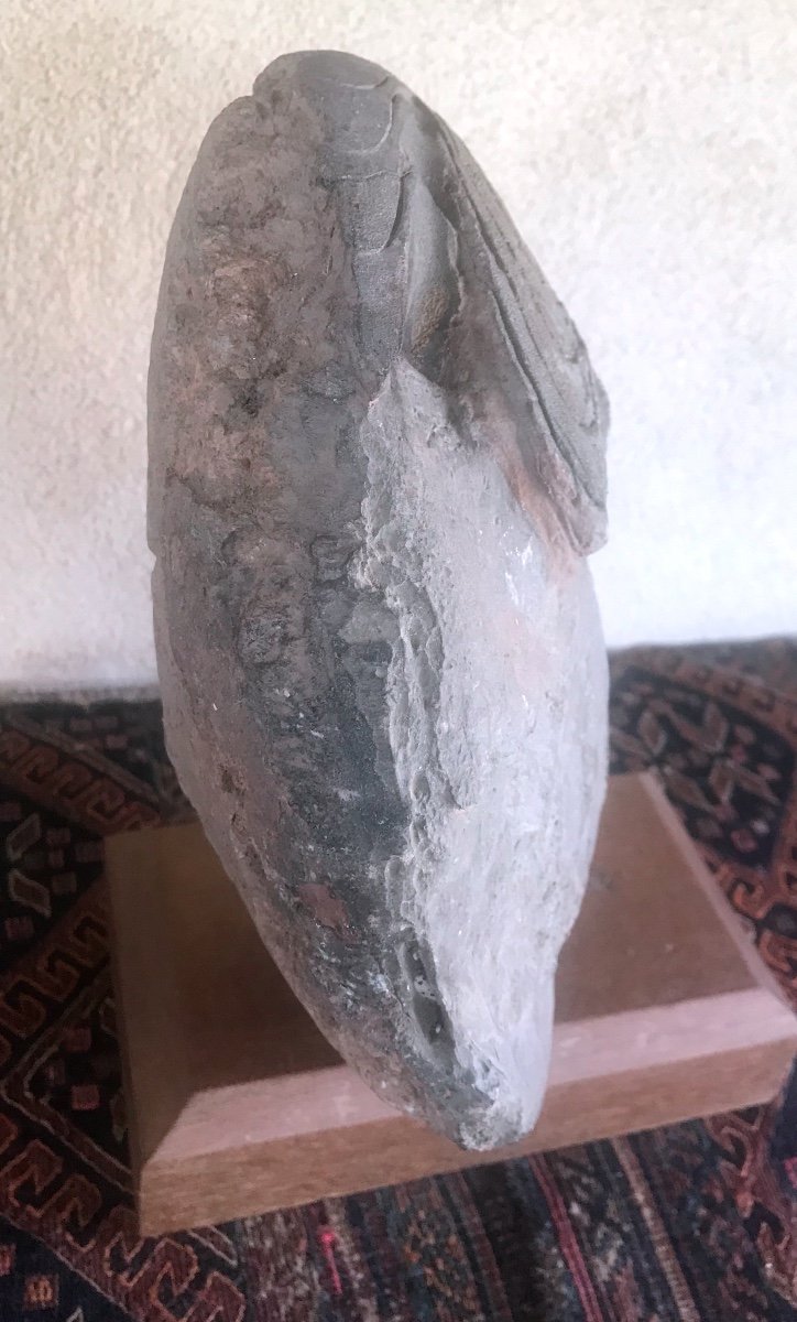 Large Ammonite From Southern Morocco-photo-1