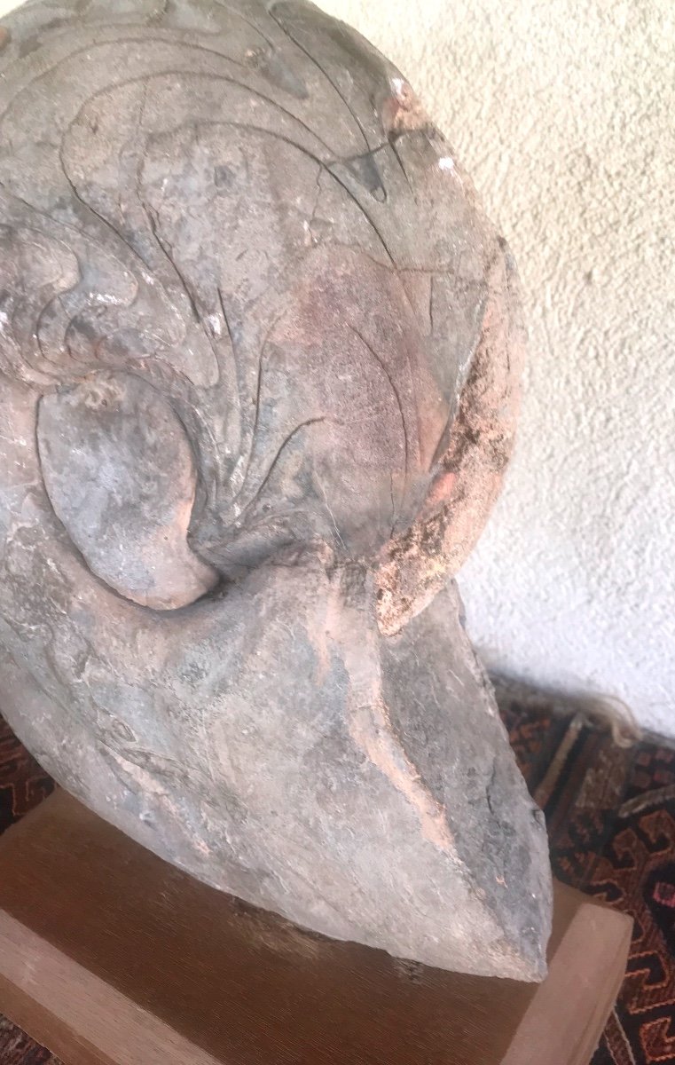 Large Ammonite From Southern Morocco-photo-4