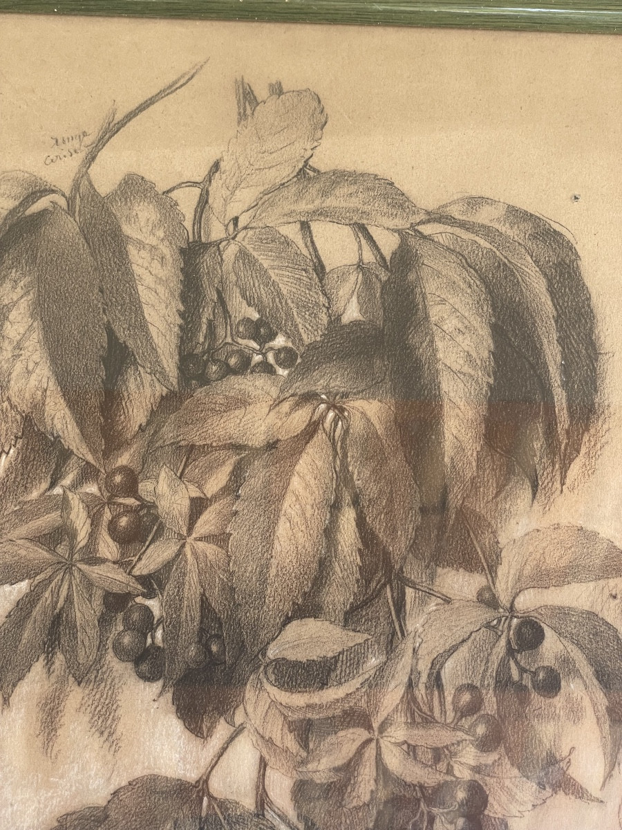 Pencil Drawing "botanical Plate Of Virginia Creeper"-photo-3
