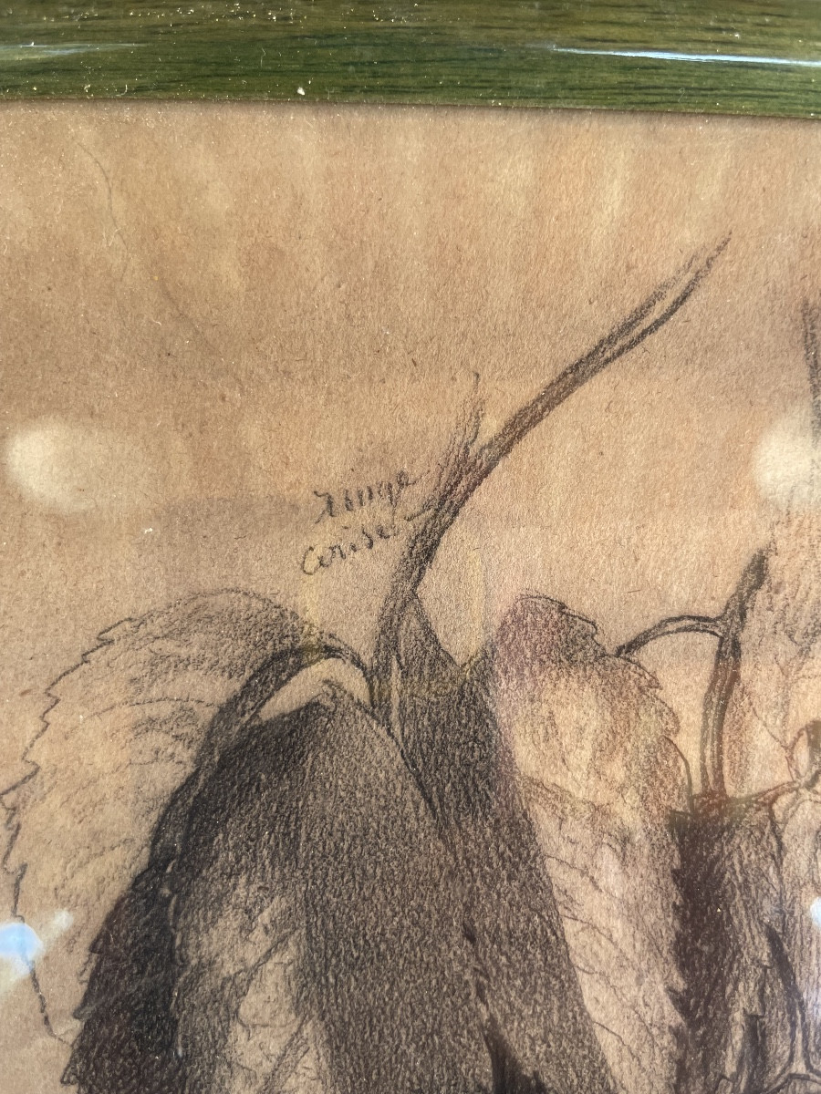 Pencil Drawing "botanical Plate Of Virginia Creeper"-photo-4