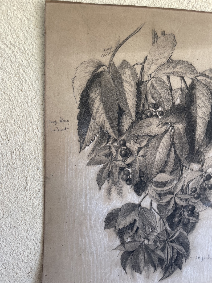 Pencil Drawing "botanical Plate Of Virginia Creeper"-photo-1