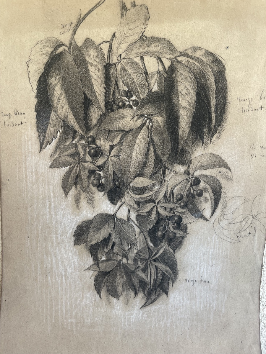 Pencil Drawing "botanical Plate Of Virginia Creeper"-photo-3