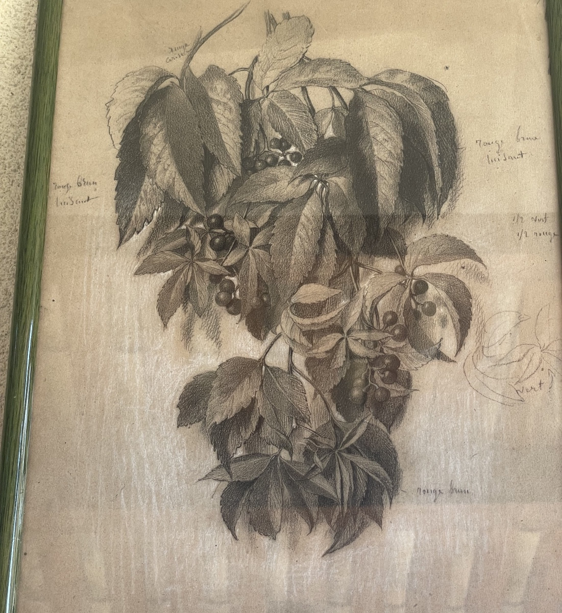 Pencil Drawing "botanical Plate Of Virginia Creeper"-photo-4