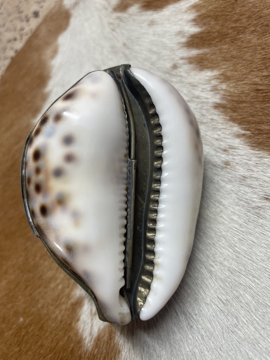 Cypraea Tigris Shell Box Mounted In Silver-plated Metal – Curiosity Piece, Late 19th Century -photo-3