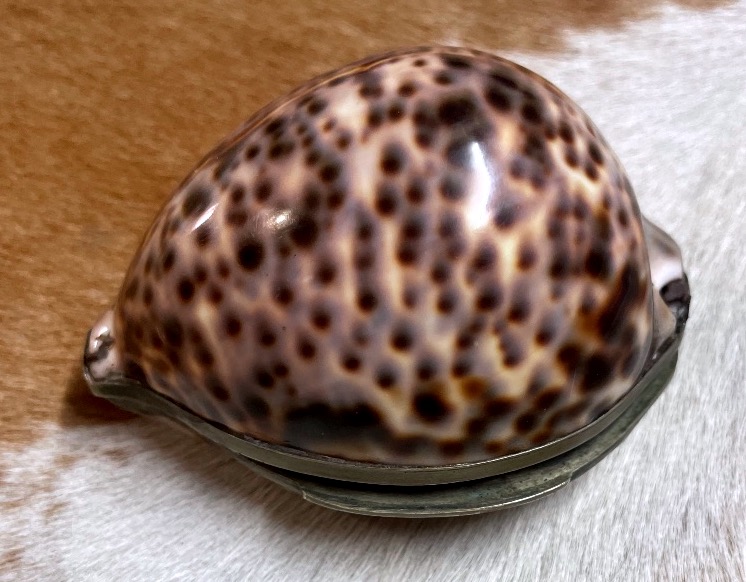 Cypraea Tigris Shell Box Mounted In Silver-plated Metal – Curiosity Piece, Late 19th Century -photo-2