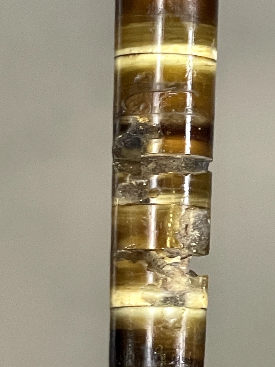 Antique Horn-disc Cane – Late 19th / Early 20th Century-photo-2