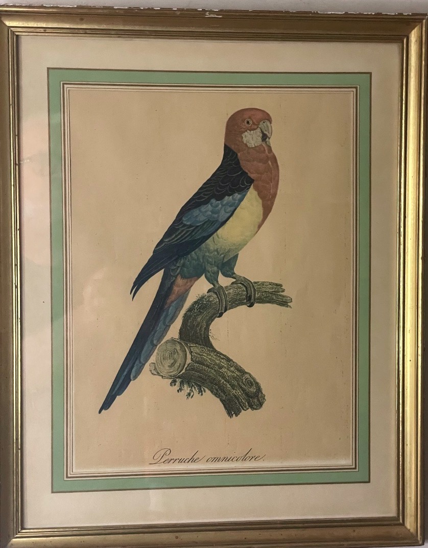 Jacques Barraband – Eastern Rosella – C. 1805-photo-3
