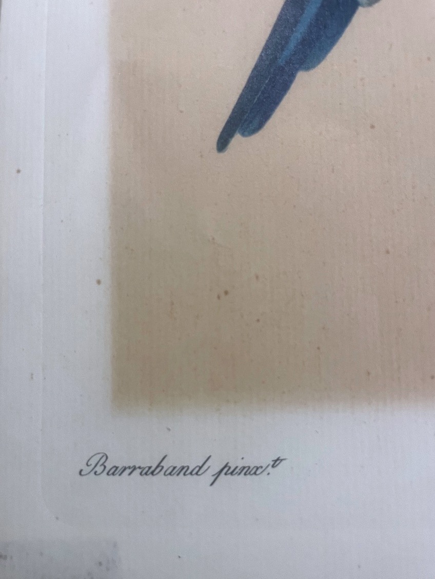 Jacques Barraband – Eastern Rosella – C. 1805-photo-1