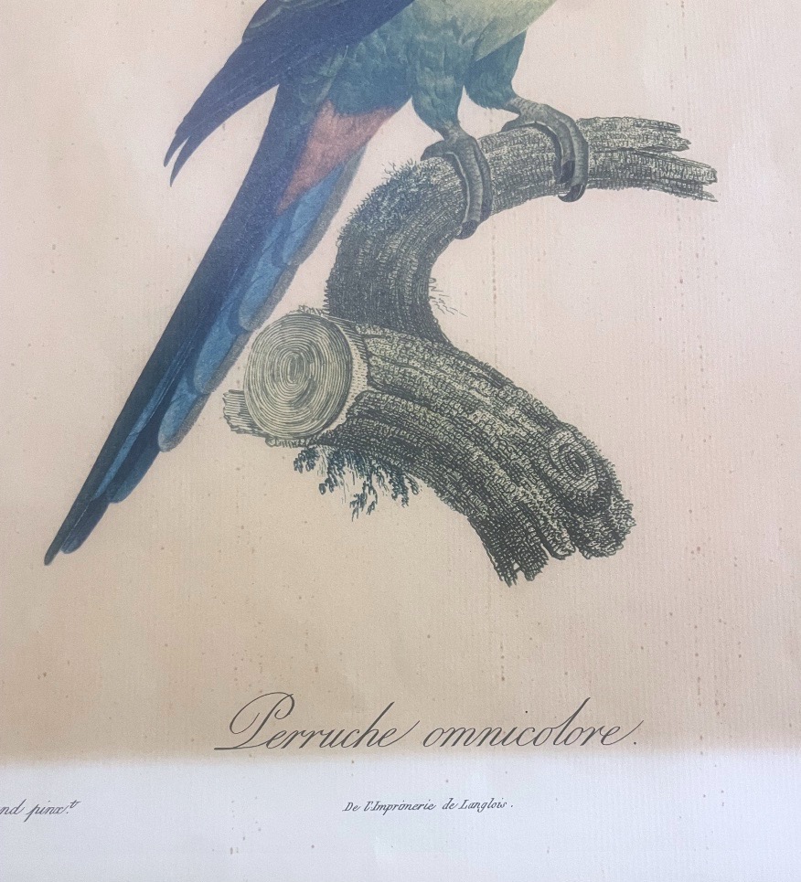 Jacques Barraband – Eastern Rosella – C. 1805-photo-2