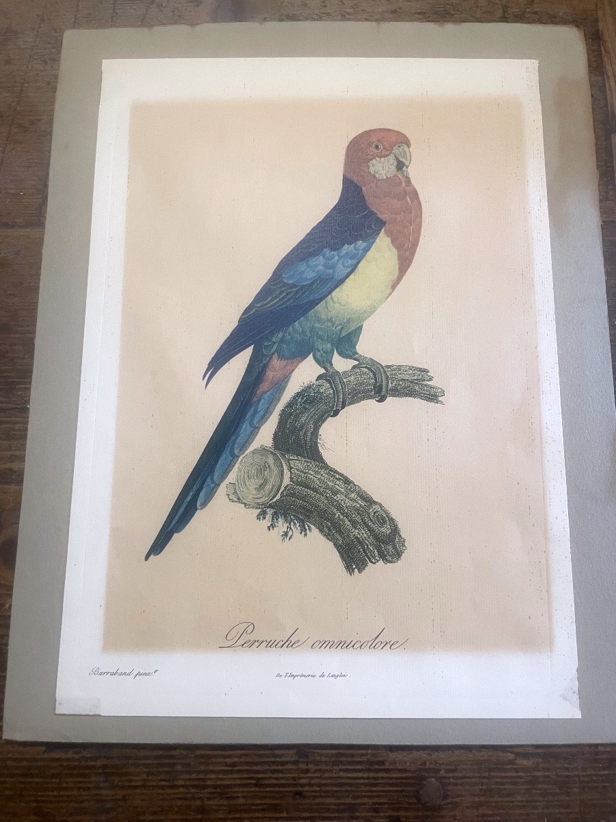 Jacques Barraband – Eastern Rosella – C. 1805-photo-4