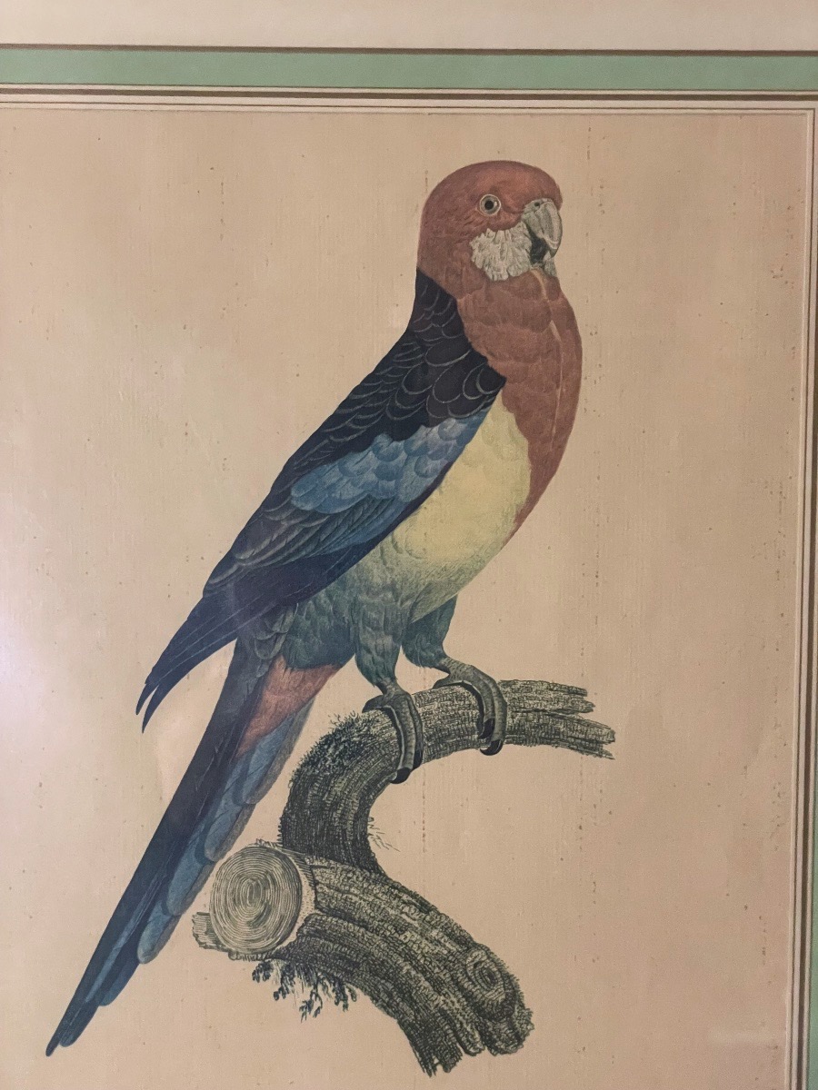 Jacques Barraband – Eastern Rosella – C. 1805-photo-5