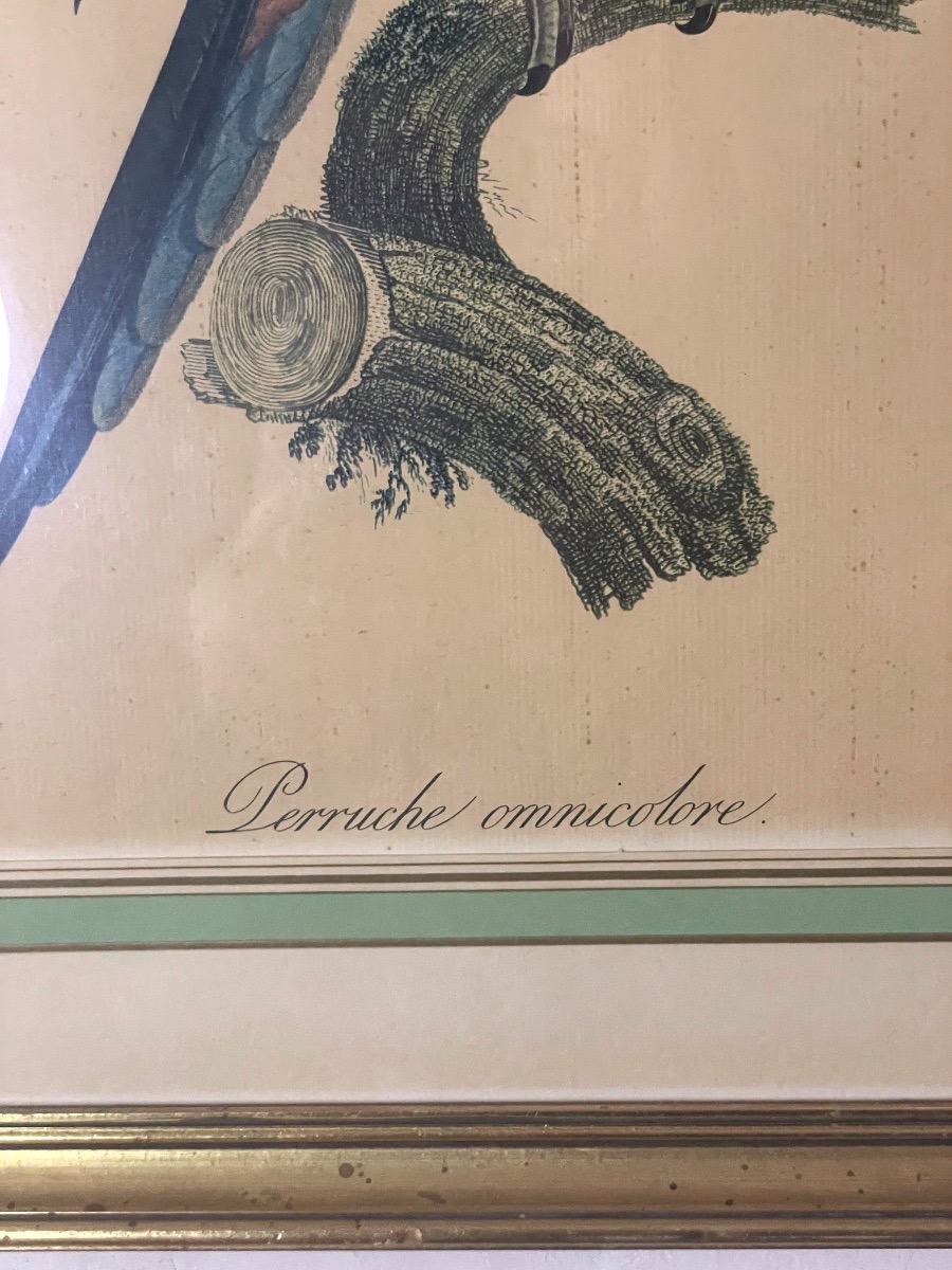 Jacques Barraband – Eastern Rosella – C. 1805-photo-6