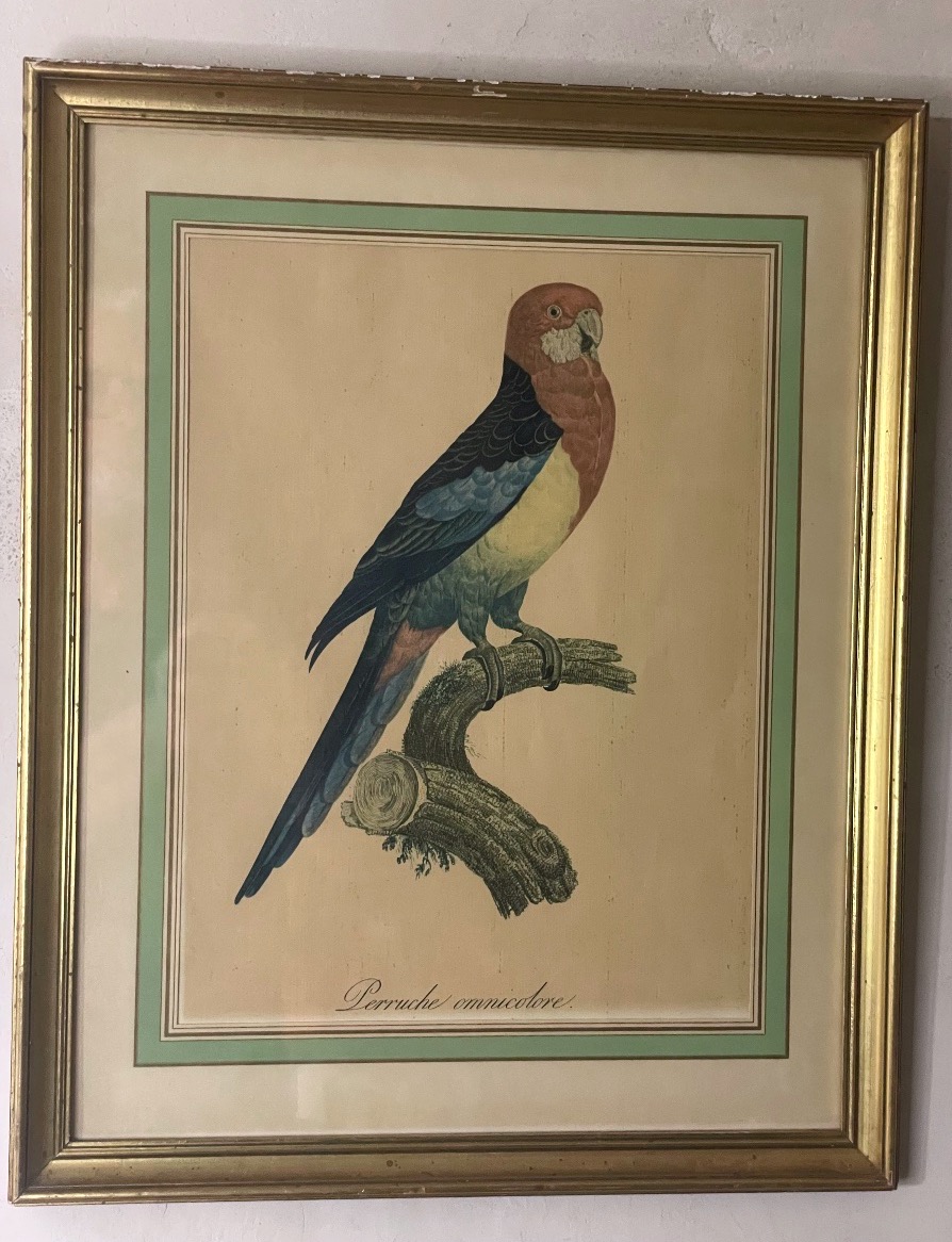 Jacques Barraband – Eastern Rosella – C. 1805