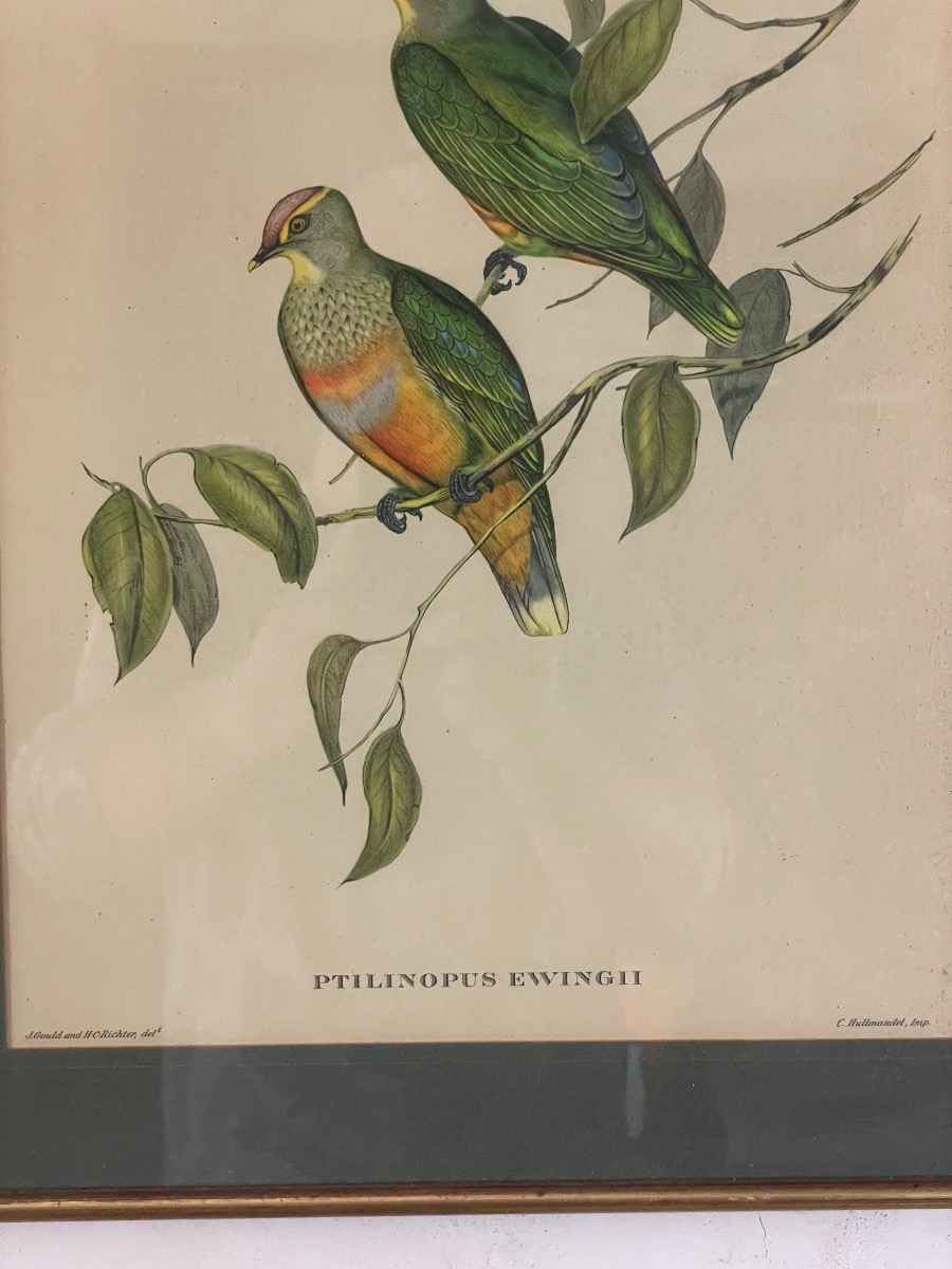 John Gould & H.c. Richter – Ptilinopus Ewingii – XIXe Siècle-photo-4