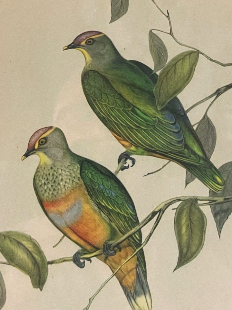 John Gould & H.c. Richter – Ptilinopus Ewingii – XIXe Siècle-photo-2