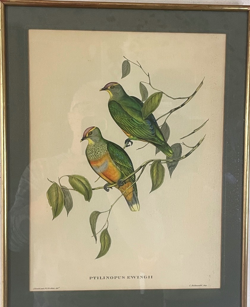 John Gould & H.c. Richter – Ptilinopus Ewingii – XIXe Siècle-photo-4
