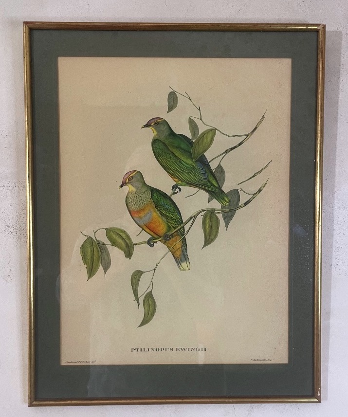 John Gould & H.c. Richter – Ptilinopus Ewingii – XIXe Siècle