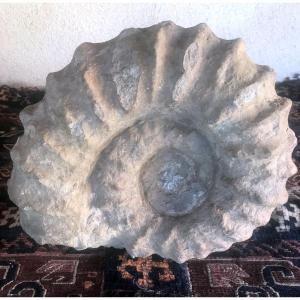 Grande Ammonite 