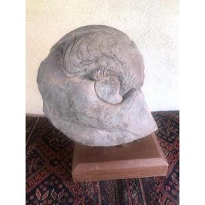 Grande Ammonite  Du Sud Marocain 