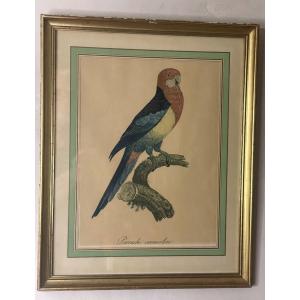 Jacques Barraband – Eastern Rosella – C. 1805