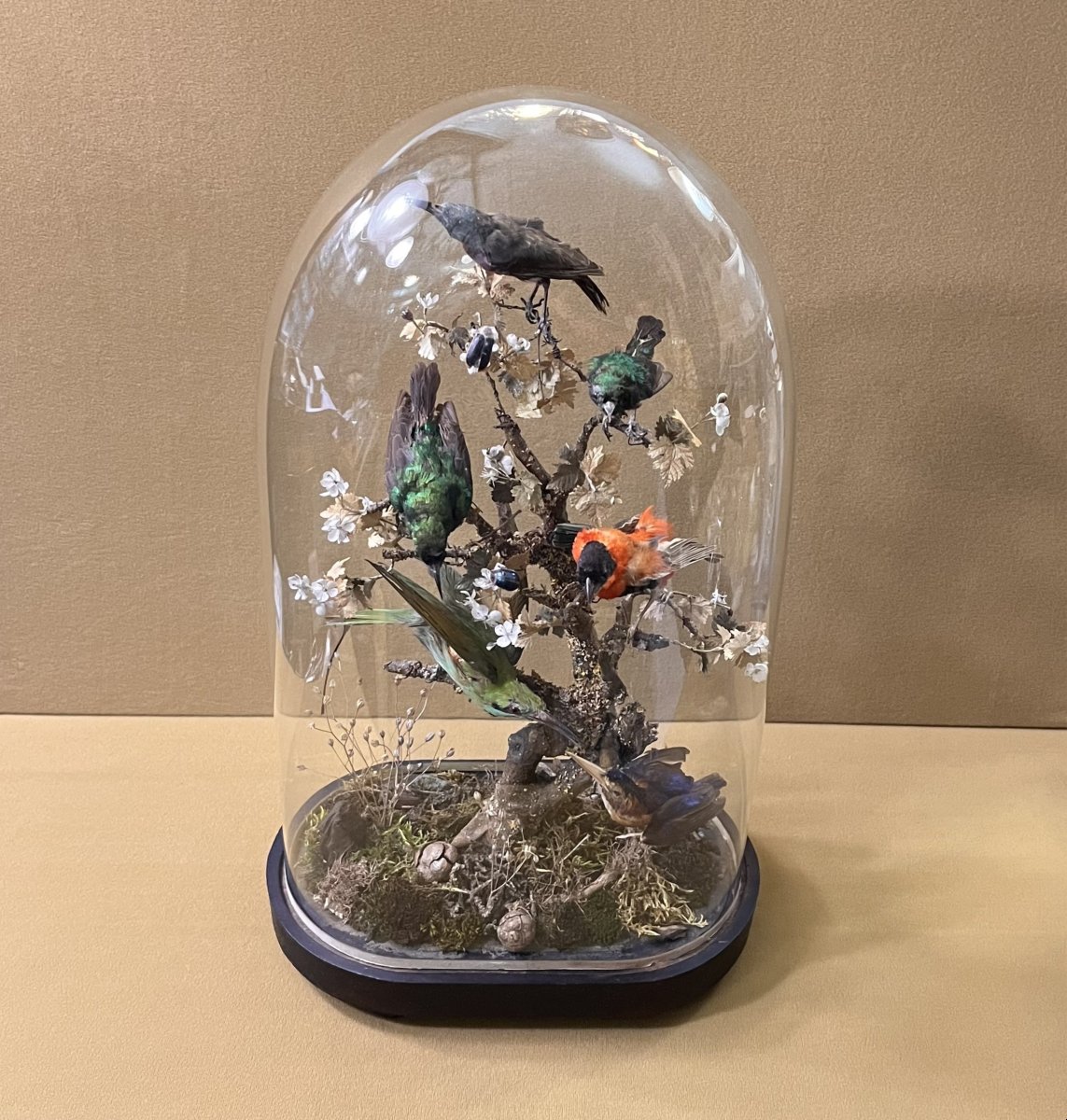 Cabinet de curiosité - composition d’oiseaux naturalisés sous globe en verre, XIXème siècle-photo-2