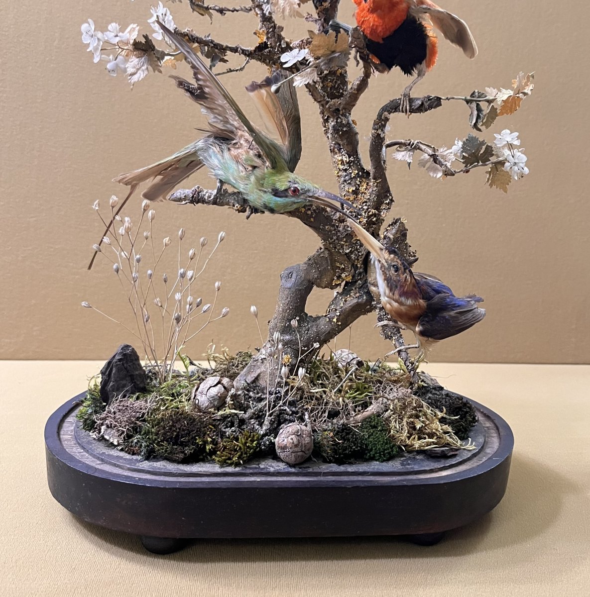 Cabinet de curiosité - composition d’oiseaux naturalisés sous globe en verre, XIXème siècle-photo-1