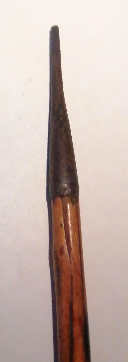 Old Mineralogist Geologist's Cane. Hazel Wood. Wrought Iron Pommel And Ferrule. XI-photo-3