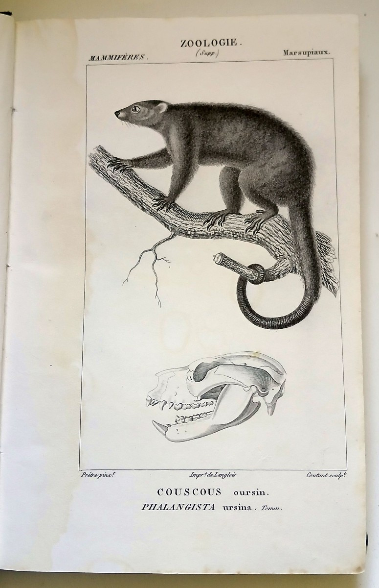 Zoology, Ornithology. Anonymous Collection Of Engravings From The 1st Third Of The 19th Century.-photo-2