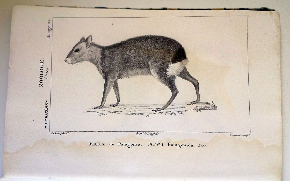 Zoology, Ornithology. Anonymous Collection Of Engravings From The 1st Third Of The 19th Century.-photo-4