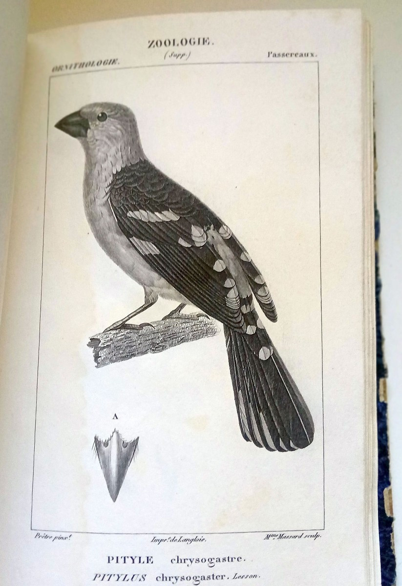 Zoology, Ornithology. Anonymous Collection Of Engravings From The 1st Third Of The 19th Century.-photo-1