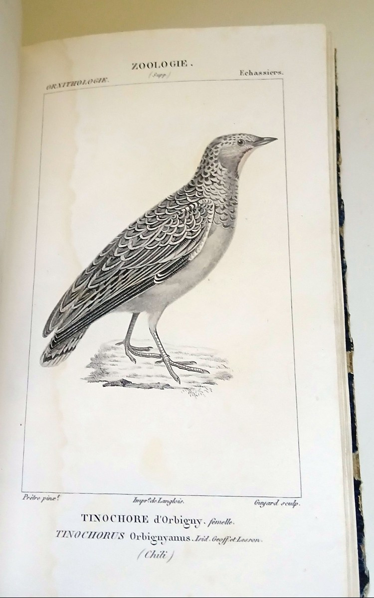 Zoology, Ornithology. Anonymous Collection Of Engravings From The 1st Third Of The 19th Century.-photo-2