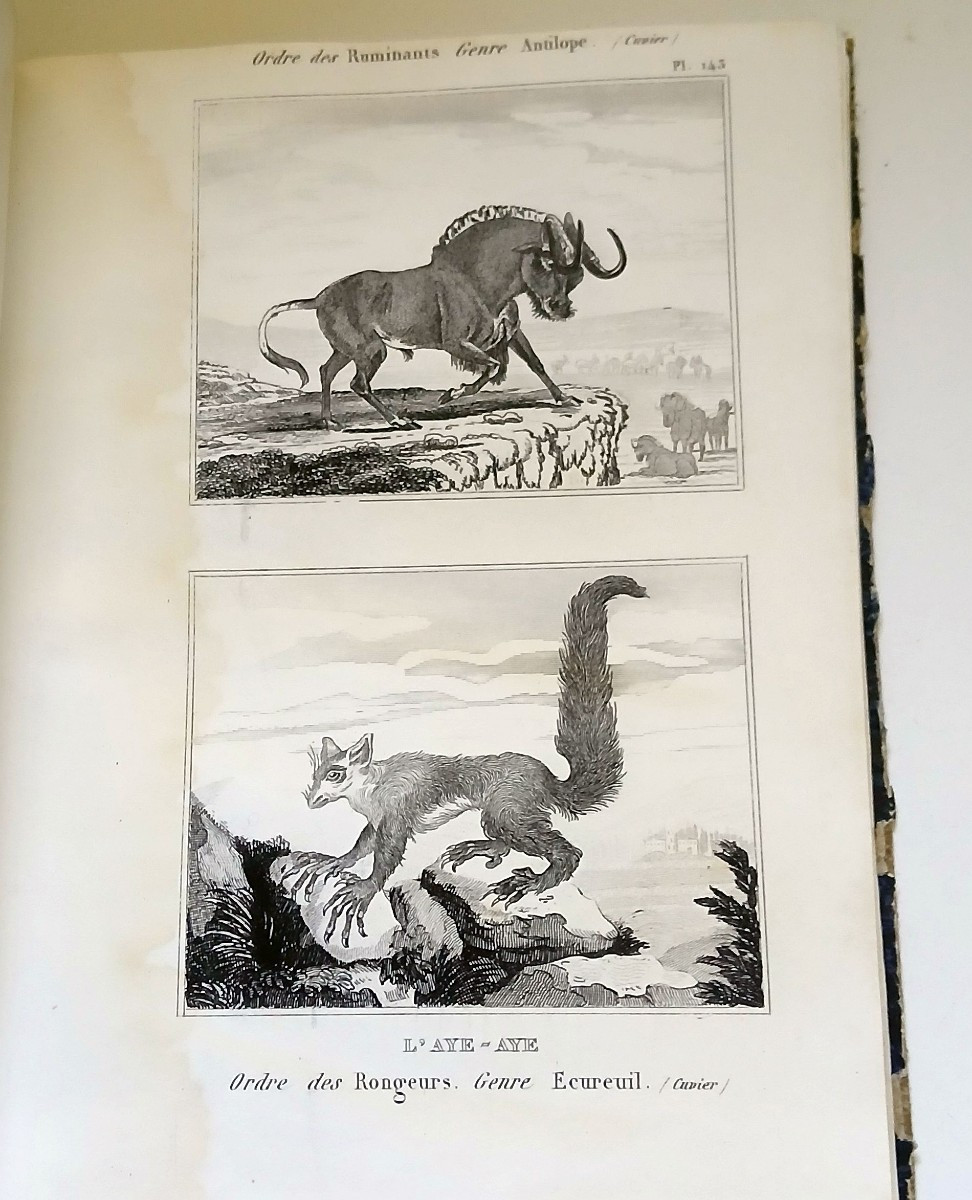 Zoology, Ornithology. Anonymous Collection Of Engravings From The 1st Third Of The 19th Century.-photo-3
