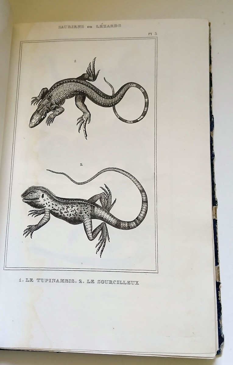 Zoology, Ornithology. Anonymous Collection Of Engravings From The 1st Third Of The 19th Century.-photo-4