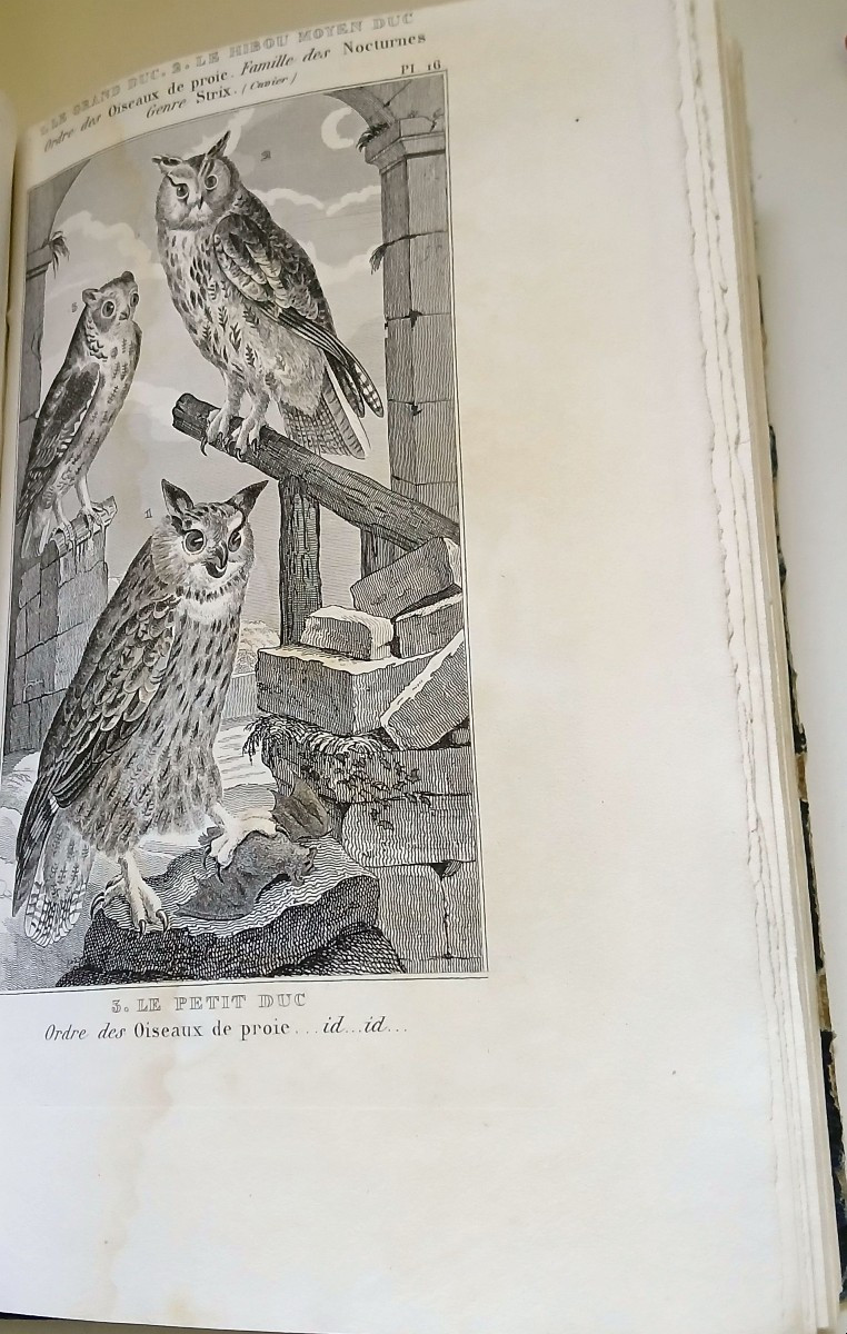 Zoology, Ornithology. Anonymous Collection Of Engravings From The 1st Third Of The 19th Century.-photo-5