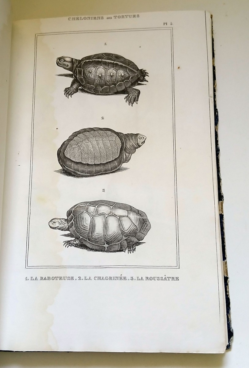 Zoology, Ornithology. Anonymous Collection Of Engravings From The 1st Third Of The 19th Century.