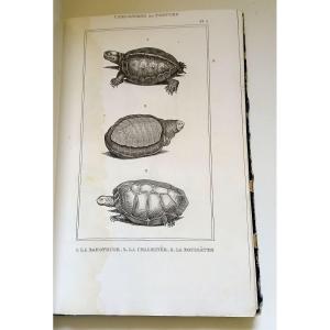 Zoology, Ornithology. Anonymous Collection Of Engravings From The 1st Third Of The 19th Century.