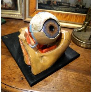 Anatomical Eye Skin Early 20th Century
