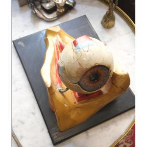 Ecorché d'un oeil anatomique début du XXe 