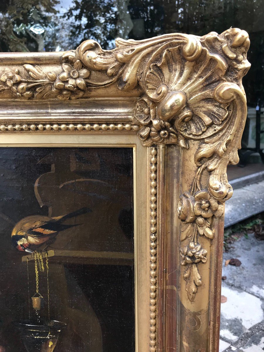 Large Still Life With 20th Century Parrots With 19th Century Frame-photo-3