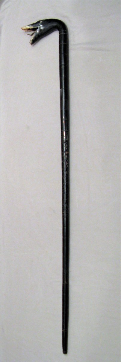 XIXth Century Horn Snake Cane-photo-3