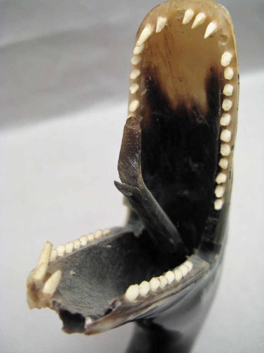 XIXth Century Horn Snake Cane-photo-3