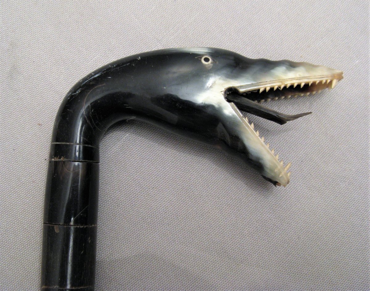 XIXth Century Horn Snake Cane