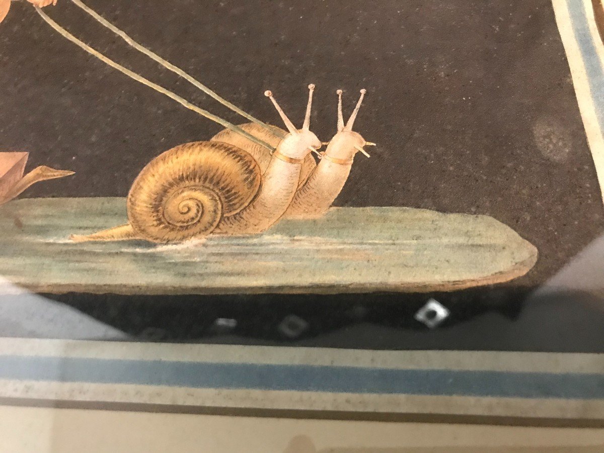 Gravure couleur Cupidon sur char aux escargots XIXème siècle-photo-1