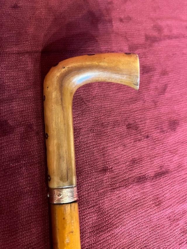 Dagger Cane-photo-4