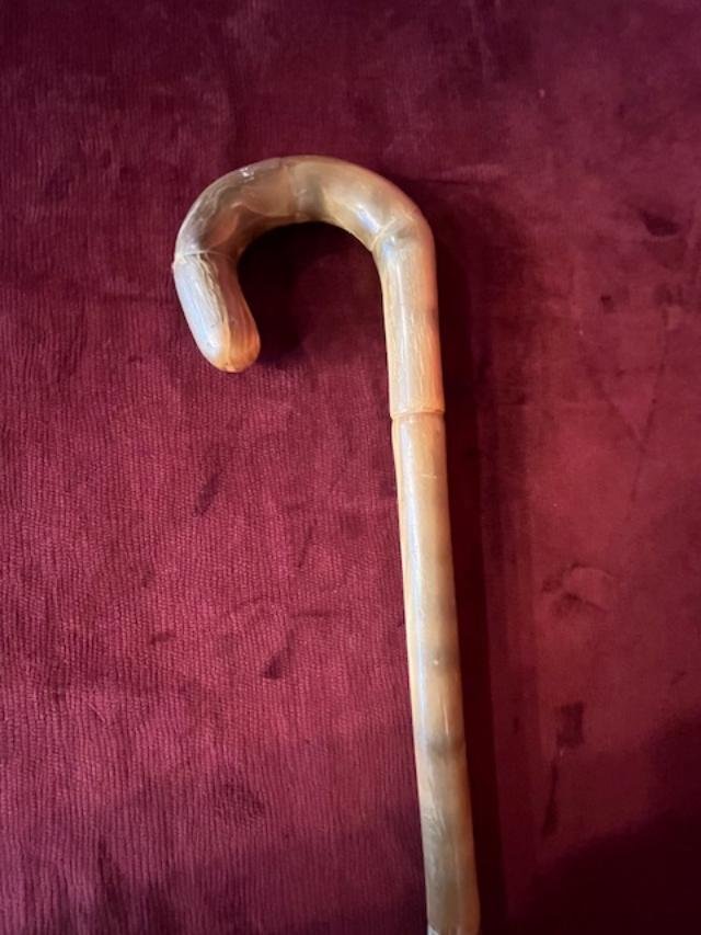 Ram's Horn Cane -photo-4