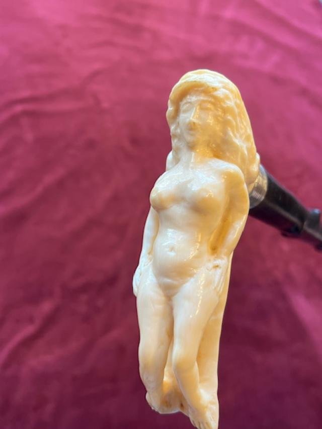 Curiosa Knob Cane-photo-4